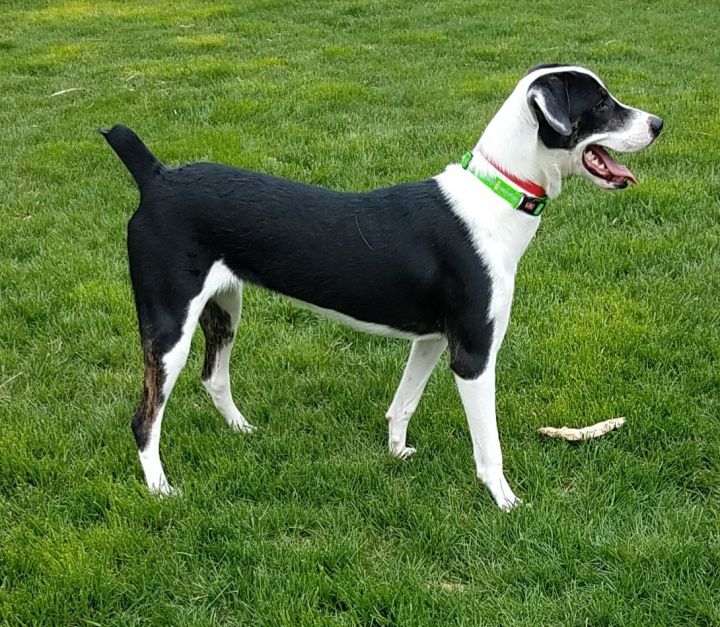 Myla....reduced fee!, an adopted Border Collie & Fox Terrier Mix in Yorkville, IL_image-1