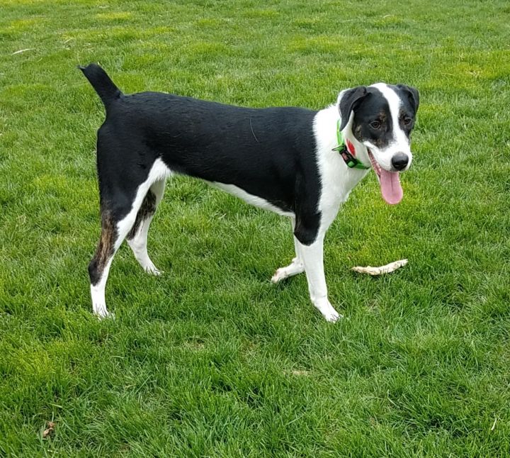 Myla....reduced fee!, an adopted Border Collie & Fox Terrier Mix in Yorkville, IL_image-4