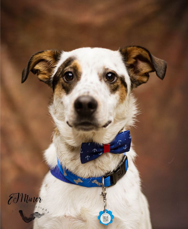 Dog For Adoption Stanley An Australian Shepherd Mix In Zimmerman Mn Petfinder