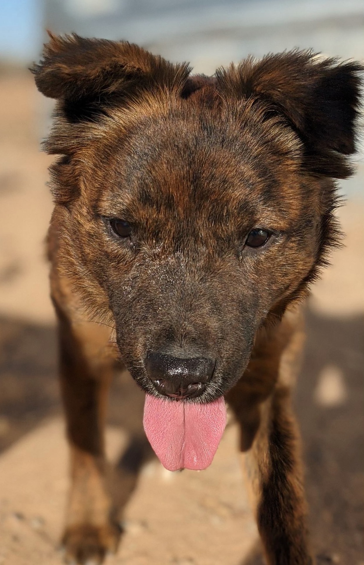 Bart, an adoptable Australian Shepherd in Casa Grande, AZ, 85230 | Photo Image 1