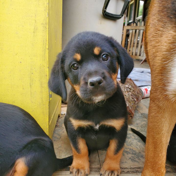 Dog For Adoption Rushford Puppies A German Shepherd Dog Rottweiler Mix In Friendship Ny Petfinder