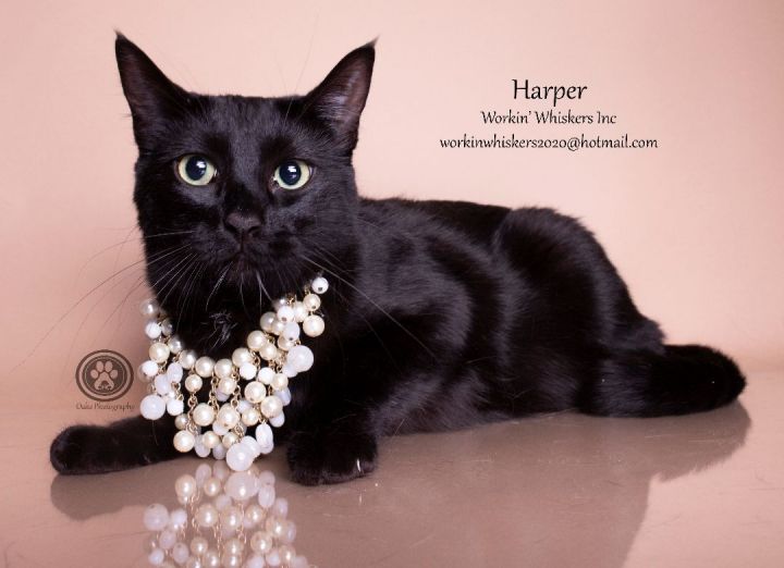 HARPER, an adoptable Bombay & Domestic Short Hair Mix in HEMET, CA_image-1