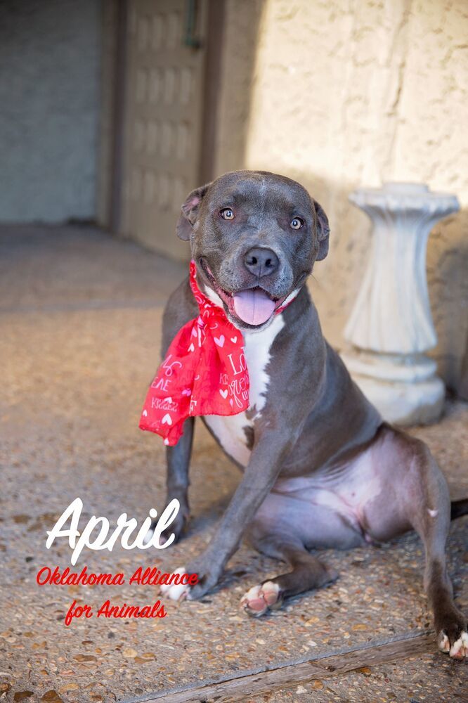 April, an adoptable Staffordshire Bull Terrier & Pit Bull Terrier Mix in Tulsa, OK_image-2