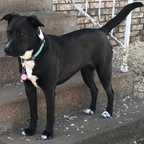 Laya, an adoptable Black Labrador Retriever, Terrier in Pineville, MO, 64856 | Photo Image 1