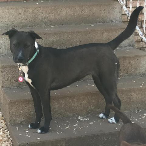 Laya, an adoptable Black Labrador Retriever, Terrier in Pineville, MO, 64856 | Photo Image 4