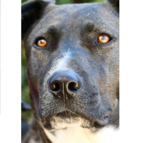 Laya, an adoptable Black Labrador Retriever, Terrier in Pineville, MO, 64856 | Photo Image 5