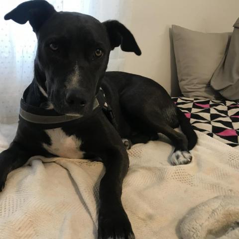 Laya, an adoptable Black Labrador Retriever, Terrier in Pineville, MO, 64856 | Photo Image 6