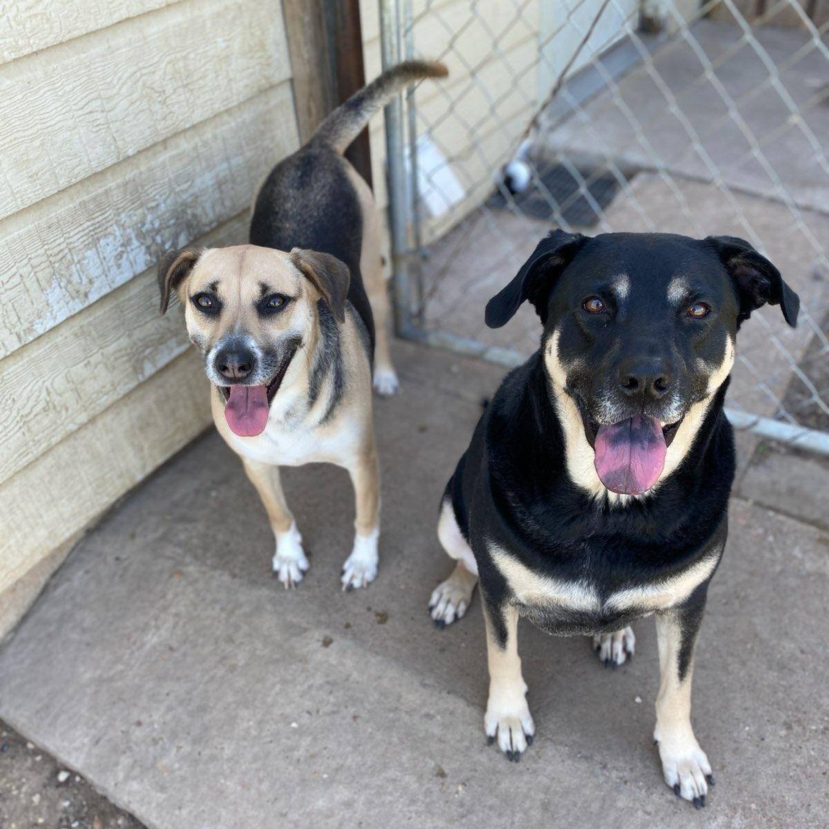 Oliver & Roxy, an adoptable Shepherd, Shar-Pei in Portland, OR, 97220 | Photo Image 1