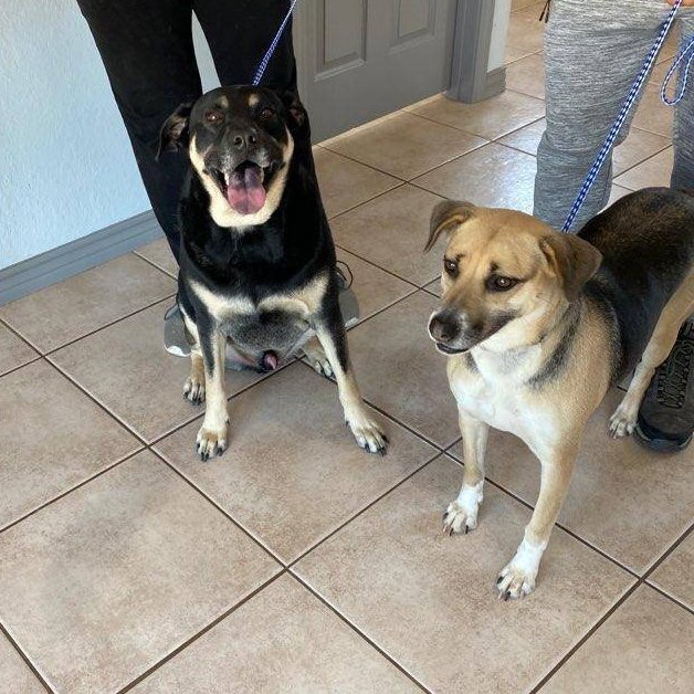 Oliver & Roxy, an adoptable Shepherd, Shar-Pei in Portland, OR, 97220 | Photo Image 3