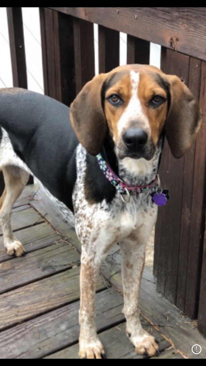 Dog For Adoption Sadie A Bluetick Coonhound Treeing Walker Coonhound Mix In Wilder Vt Petfinder