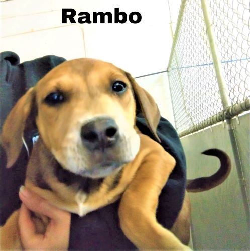 Rambo 2 1