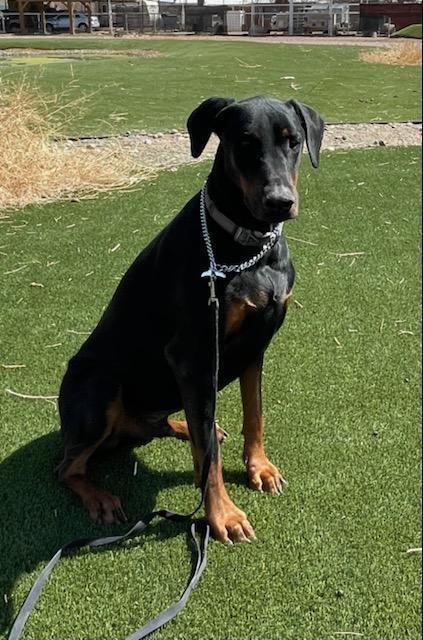 Dog For Adoption Kilo A Doberman Pinscher In Albuquerque Nm Petfinder