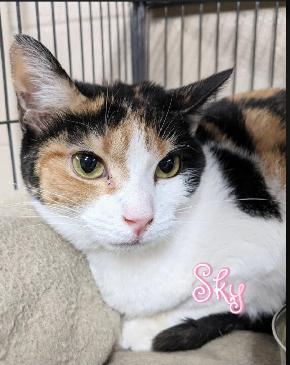 Sky, an adoptable Calico in Wilmington, OH, 45177 | Photo Image 1