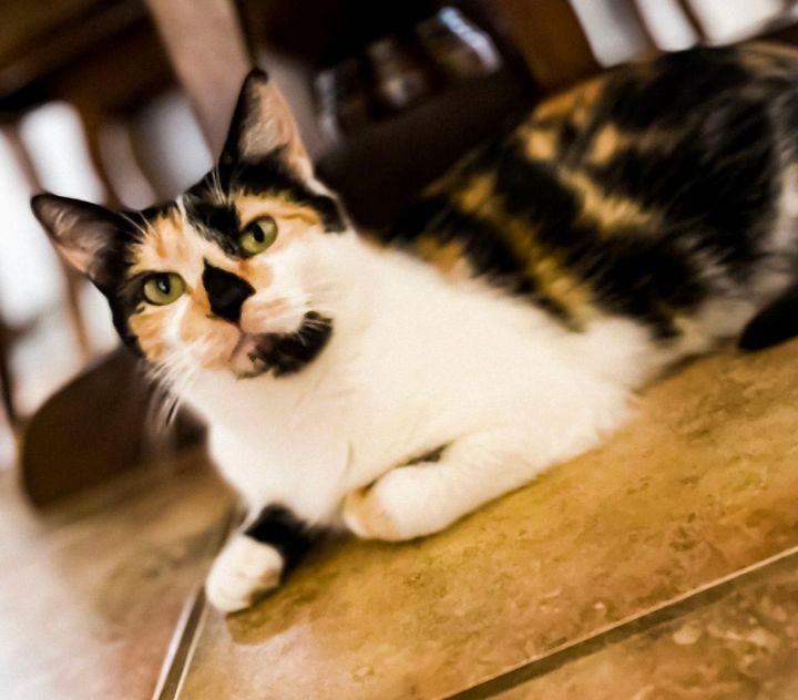 Cat for adoption Seattle Lou, a Calico & Domestic Short Hair Mix in