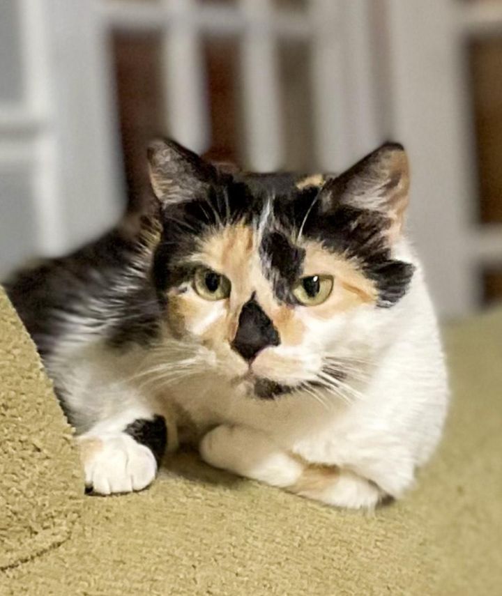 Cat for adoption Seattle Lou, a Calico & Domestic Short Hair Mix in