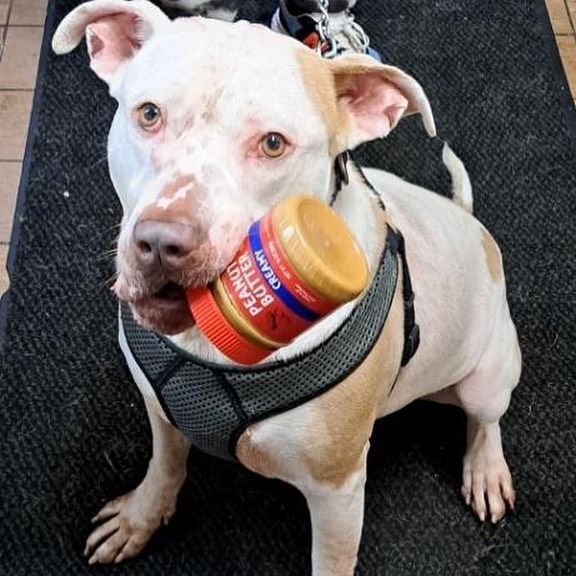 Scottie, an adoptable Pit Bull Terrier in Canfield, OH, 44406 | Photo Image 2