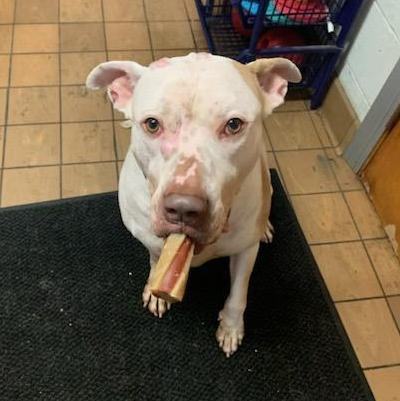 Scottie, an adoptable Pit Bull Terrier in Canfield, OH, 44406 | Photo Image 4