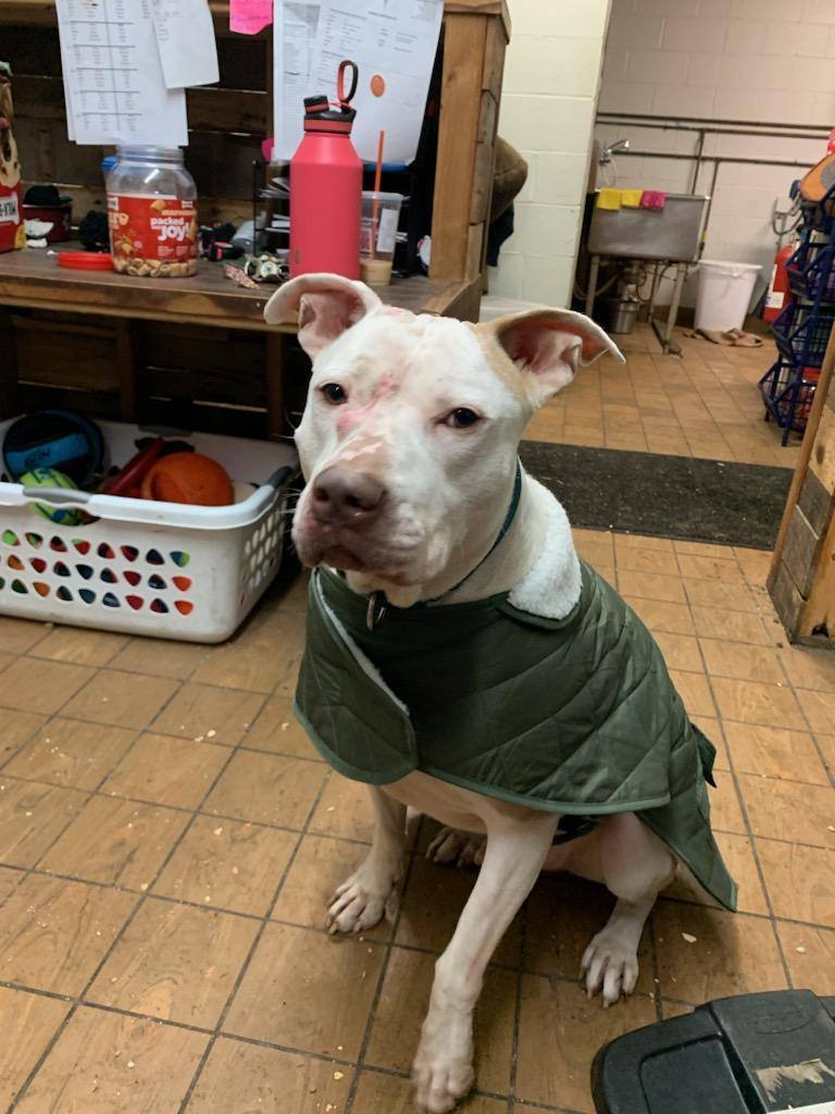 Scottie, an adoptable Pit Bull Terrier in Canfield, OH, 44406 | Photo Image 5