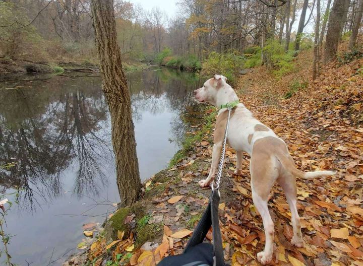 dog-for-adoption-scottie-a-pit-bull-terrier-mix-in-canfield-oh