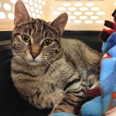 Jewel, an adoptable Domestic Short Hair in East Smithfield, PA, 18817 | Photo Image 2