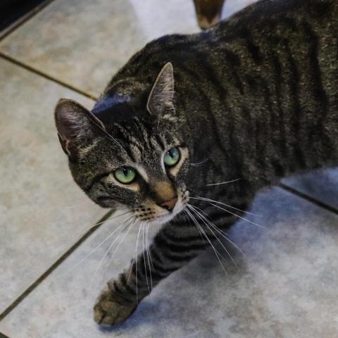 Jewel, an adoptable Domestic Short Hair in East Smithfield, PA, 18817 | Photo Image 3