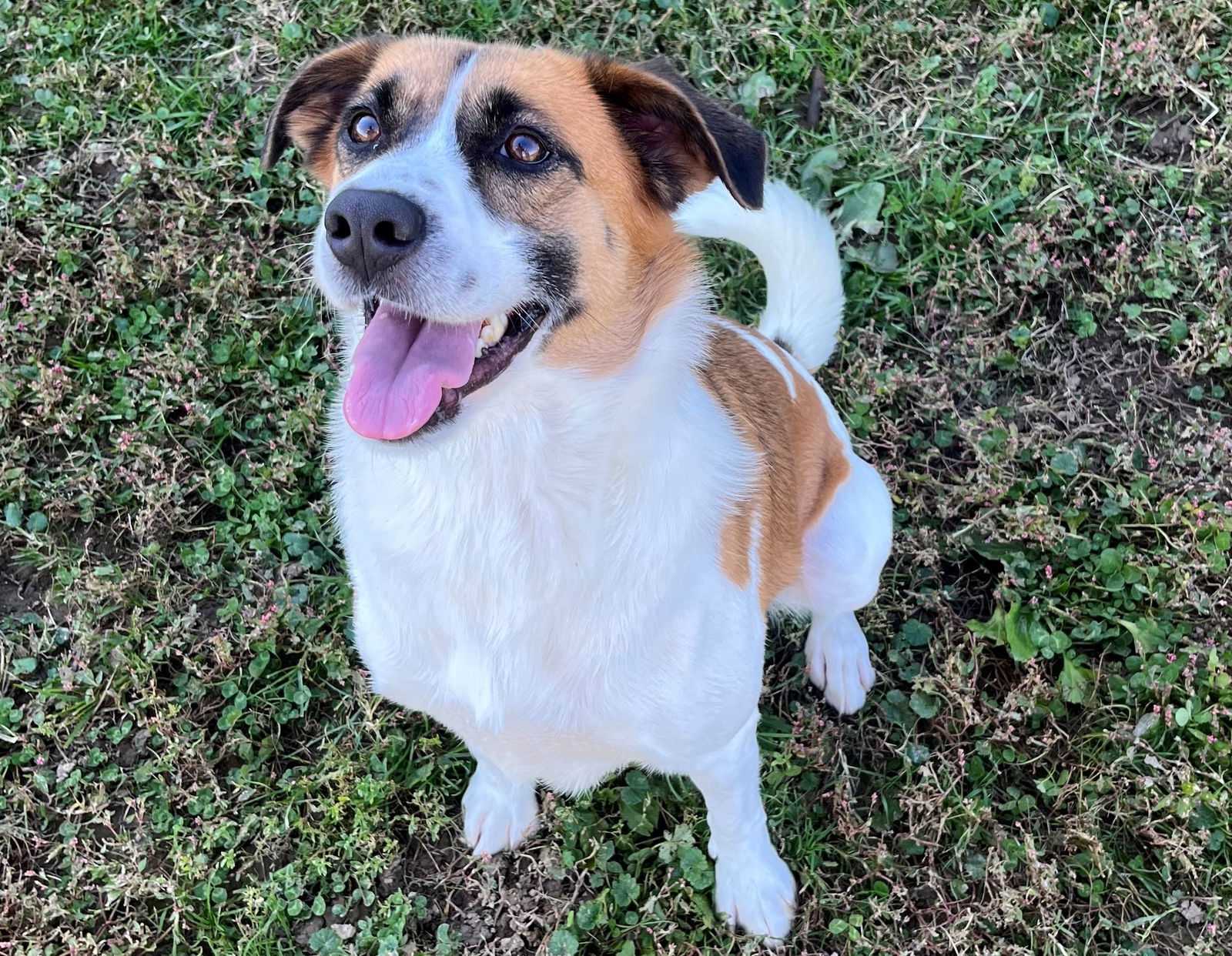 Piper, an adoptable Beagle, Australian Shepherd in Sistersville, WV, 26175 | Photo Image 1