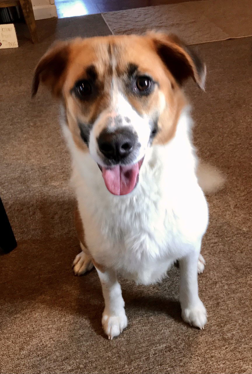 Piper, an adoptable Beagle, Australian Shepherd in Sistersville, WV, 26175 | Photo Image 2