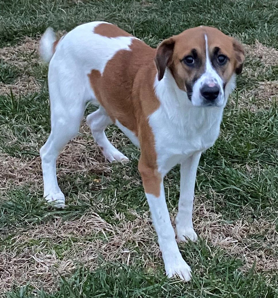 Piper, an adoptable Beagle, Australian Shepherd in Sistersville, WV, 26175 | Photo Image 3