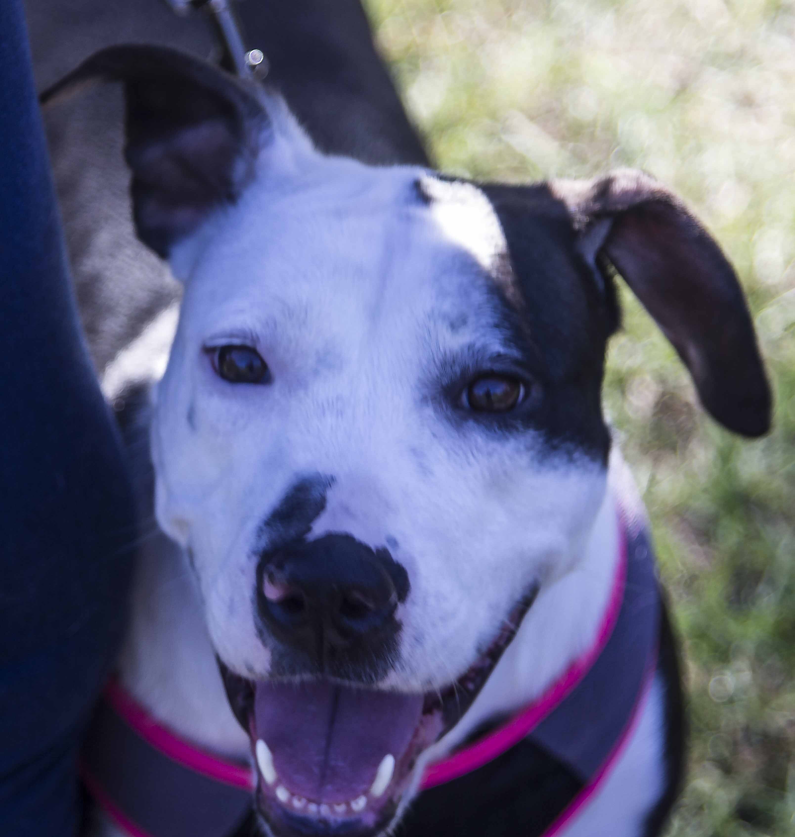 Lily, an adoptable Labrador Retriever in Crawfordville, FL, 32327 | Photo Image 1
