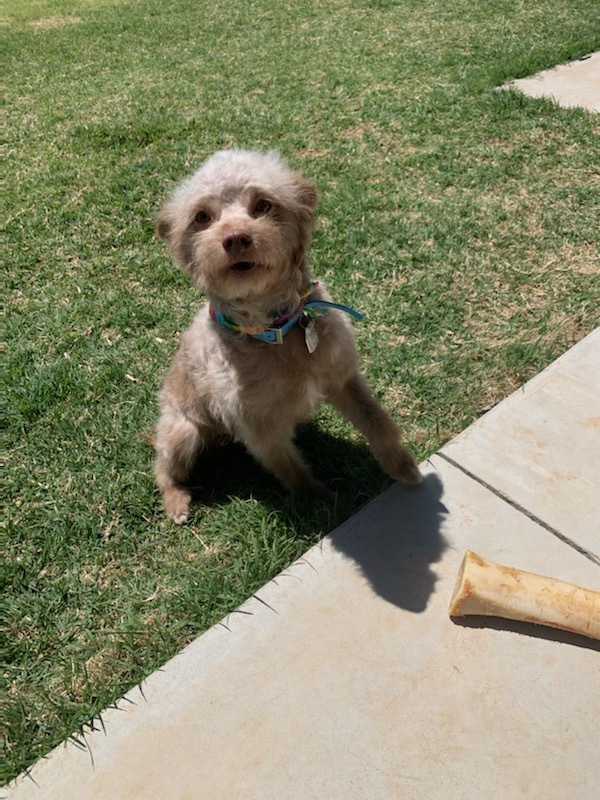Henry, an adoptable Poodle, Havanese in Oklahoma City, OK, 73127 | Photo Image 5
