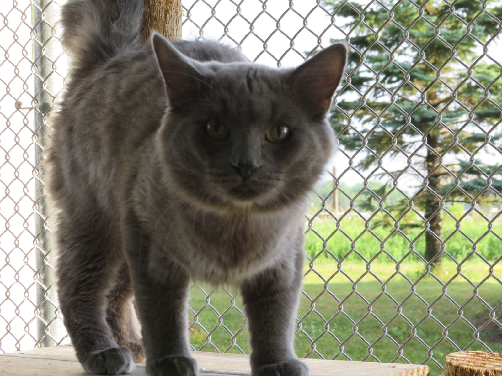 Smokey, an adoptable Domestic Long Hair in Austin, MN, 55912 | Photo Image 2