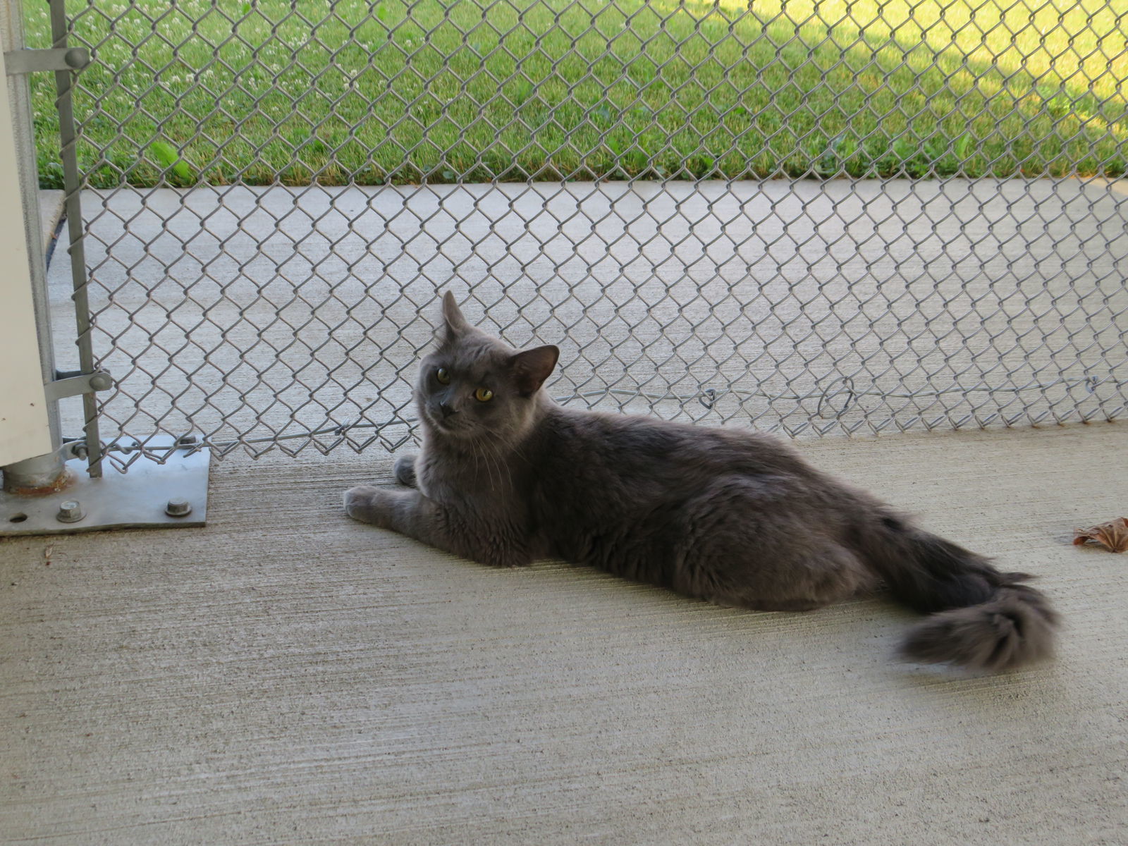 Smokey, an adoptable Domestic Long Hair in Austin, MN, 55912 | Photo Image 3