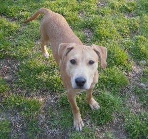 Dogs For Adoption Near Lansing Mi Petfinder