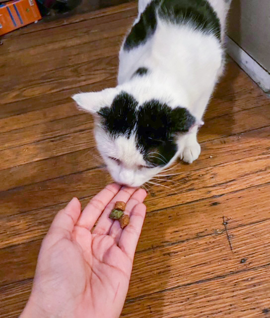 Tulsie thumbnail 4