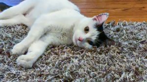 Tulsie, Young Female Domestic Short Hair