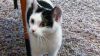 Tulsie photo 6