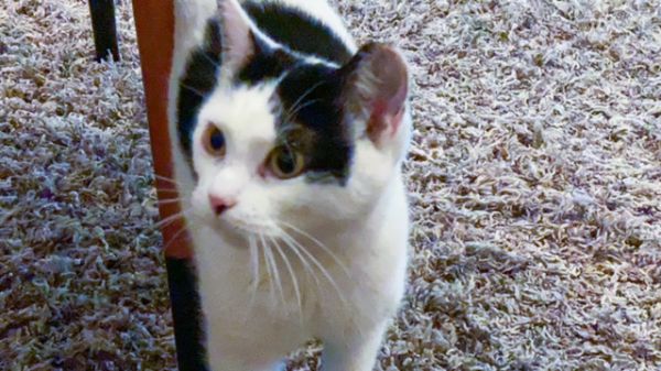 Tulsie thumbnail 6