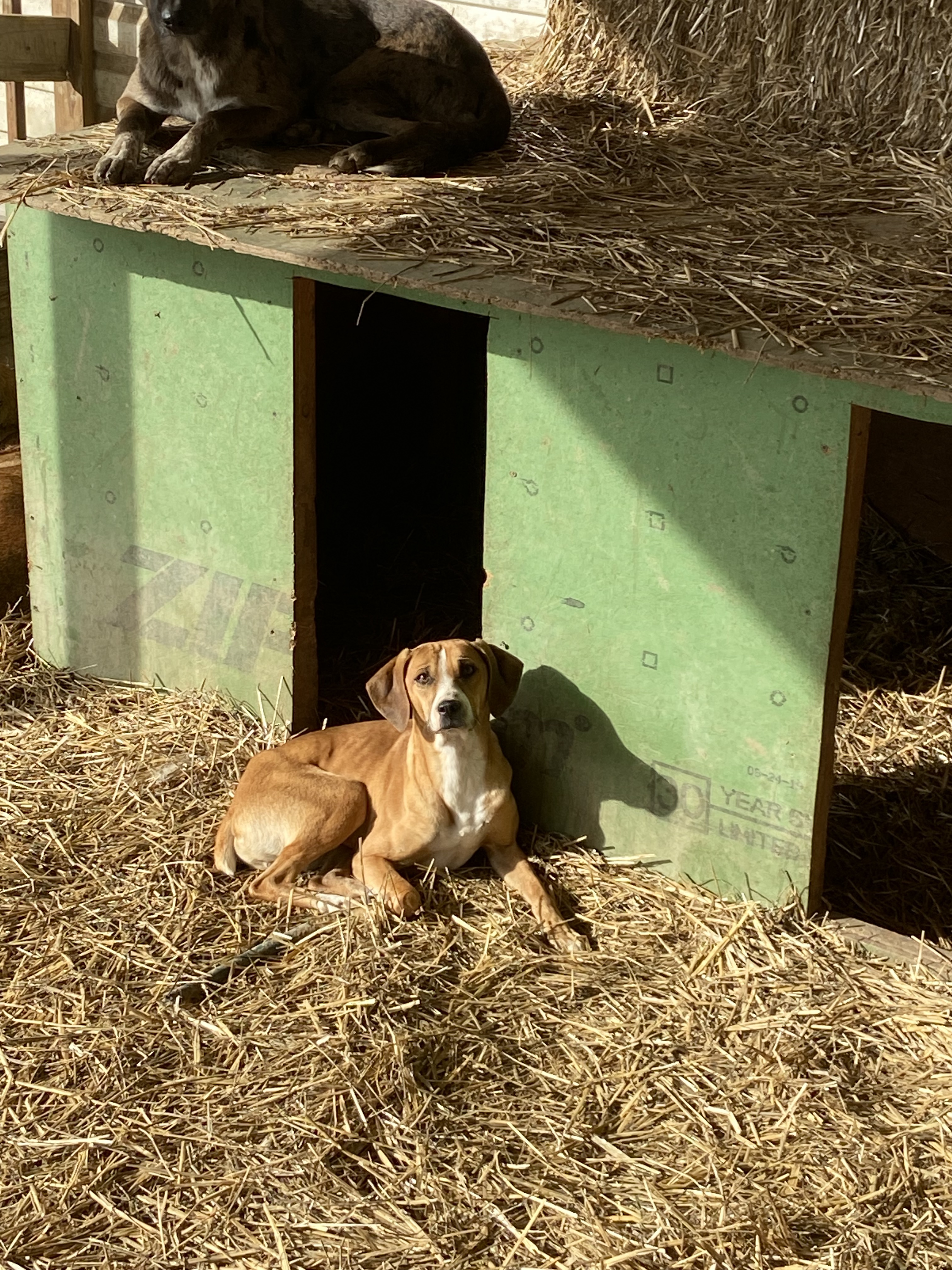 Tag, an adoptable Black Mouth Cur in Pittsburg, KS, 66762 | Photo Image 1