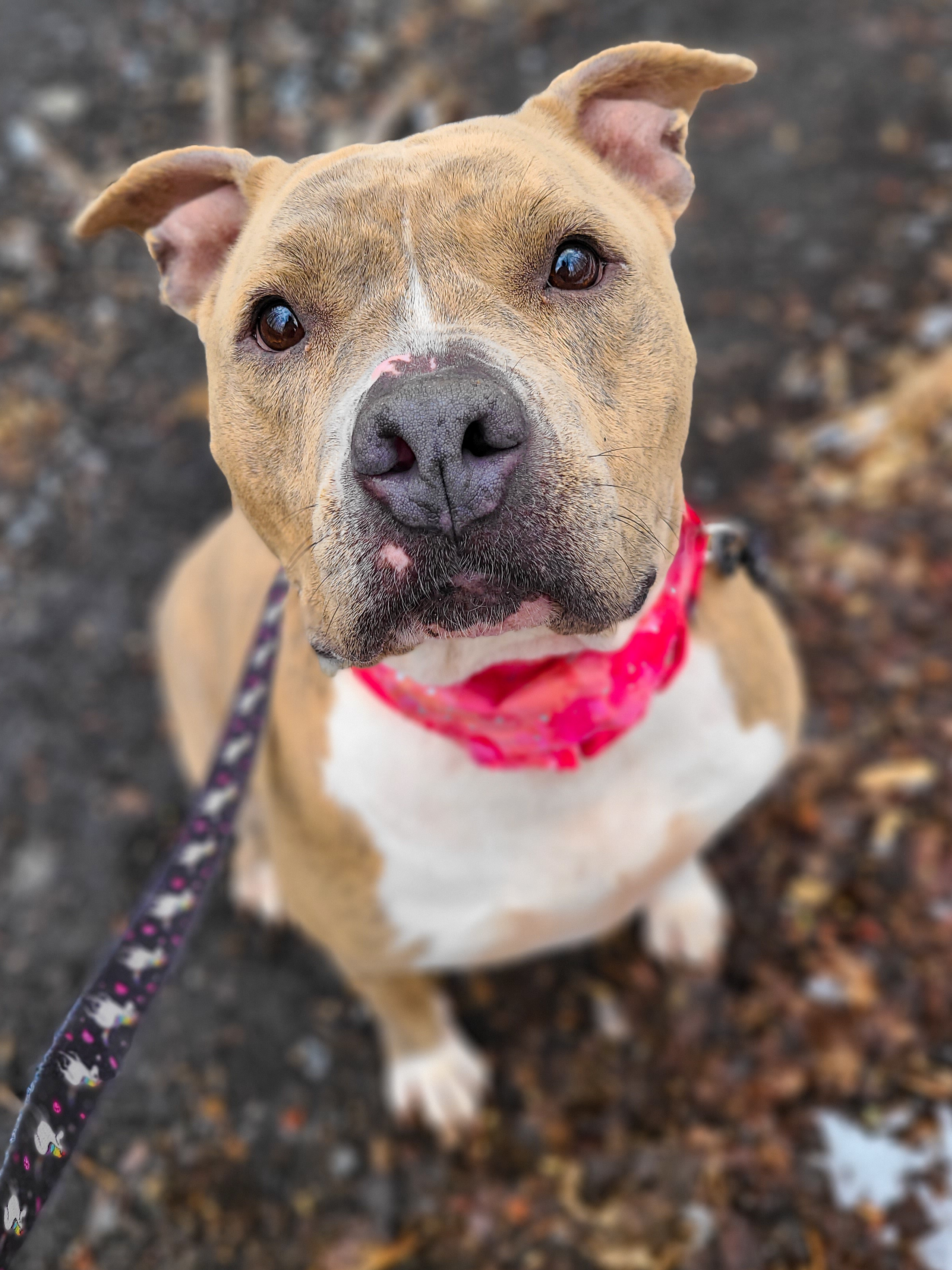 Porsha, an adoptable Pit Bull Terrier in Montrose, PA, 18801 | Photo Image 2