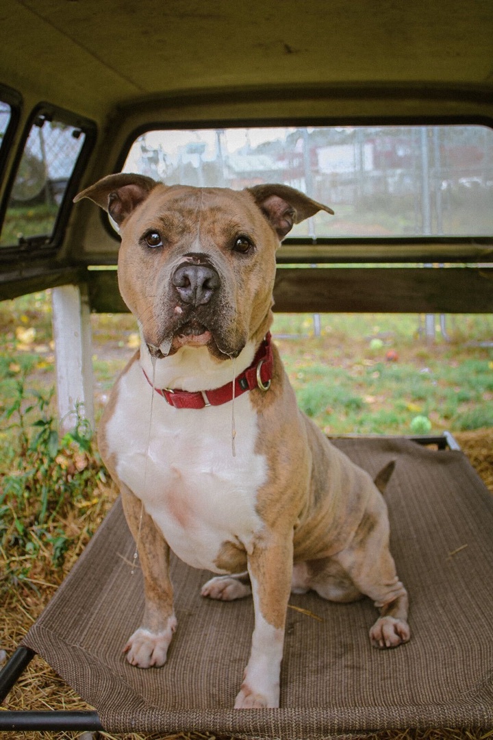 Porsha, an adoptable Pit Bull Terrier in Montrose, PA, 18801 | Photo Image 1