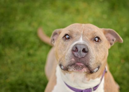 Porsha, an adoptable Pit Bull Terrier in Montrose, PA, 18801 | Photo Image 3