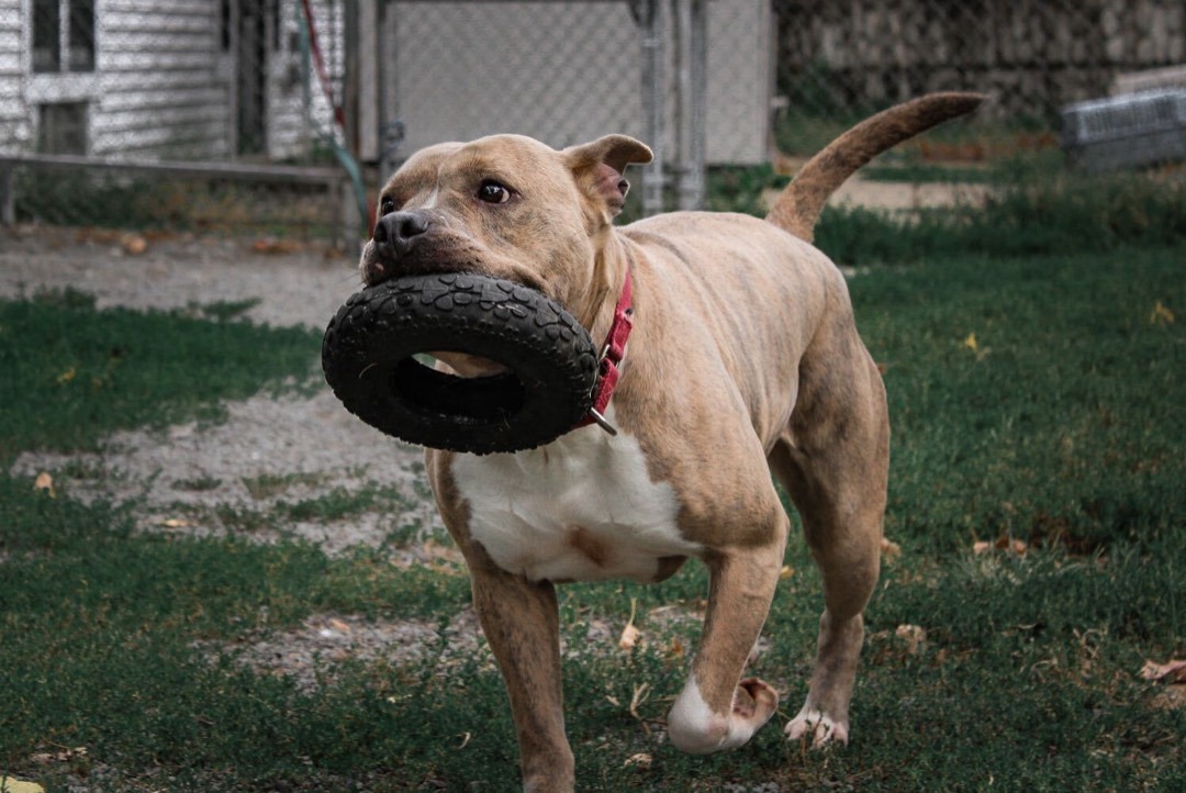 Porsha, an adoptable Pit Bull Terrier in Montrose, PA, 18801 | Photo Image 4