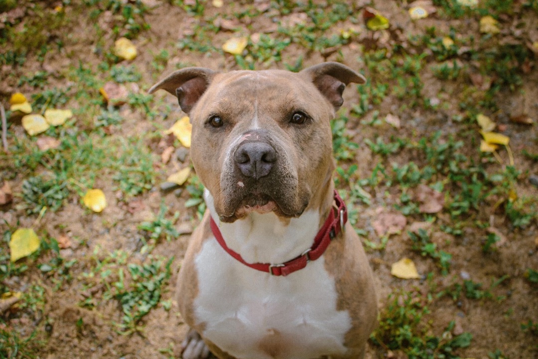 Porsha, an adoptable Pit Bull Terrier in Montrose, PA, 18801 | Photo Image 5