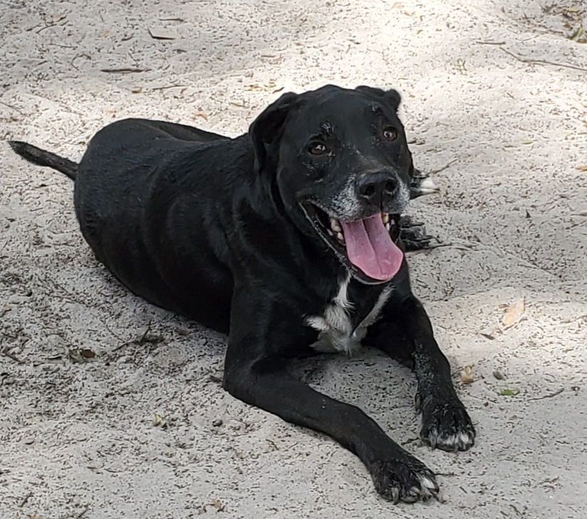 Aldo, an adoptable Black Labrador Retriever in Chiefland, FL, 32626 | Photo Image 3