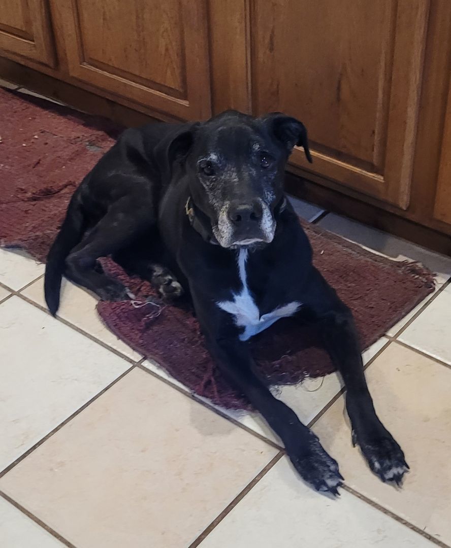 Aldo, an adoptable Black Labrador Retriever in Chiefland, FL, 32626 | Photo Image 4