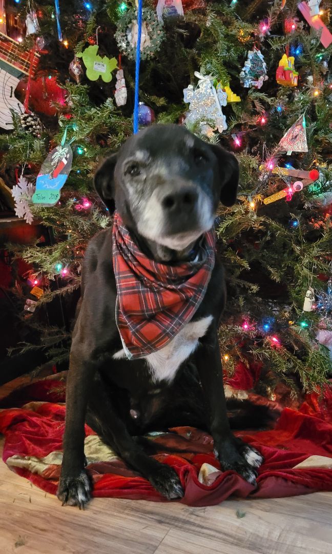 Aldo, an adoptable Black Labrador Retriever in Chiefland, FL, 32626 | Photo Image 1