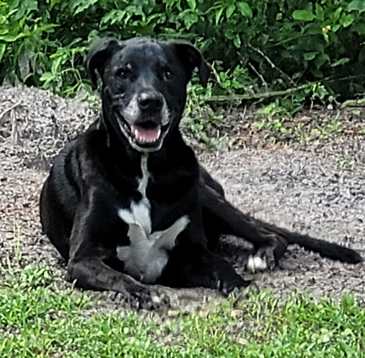 Aldo, an adoptable Black Labrador Retriever in Chiefland, FL, 32626 | Photo Image 5