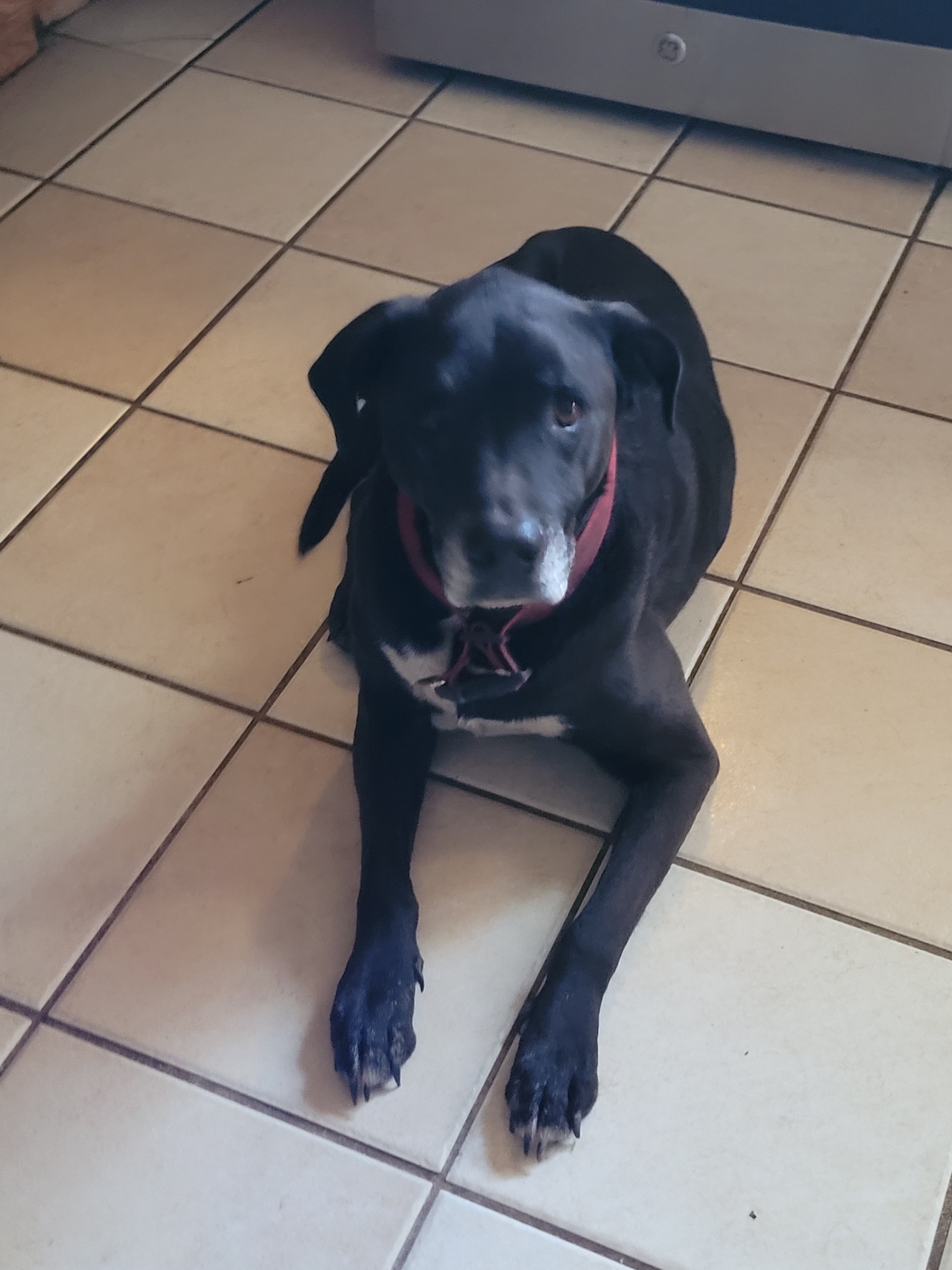 Aldo, an adoptable Black Labrador Retriever in Chiefland, FL, 32626 | Photo Image 6