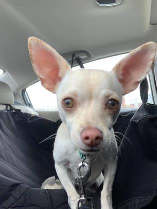 Dog For Adoption Gucci A Chihuahua Mix In Lowell Ma Petfinder