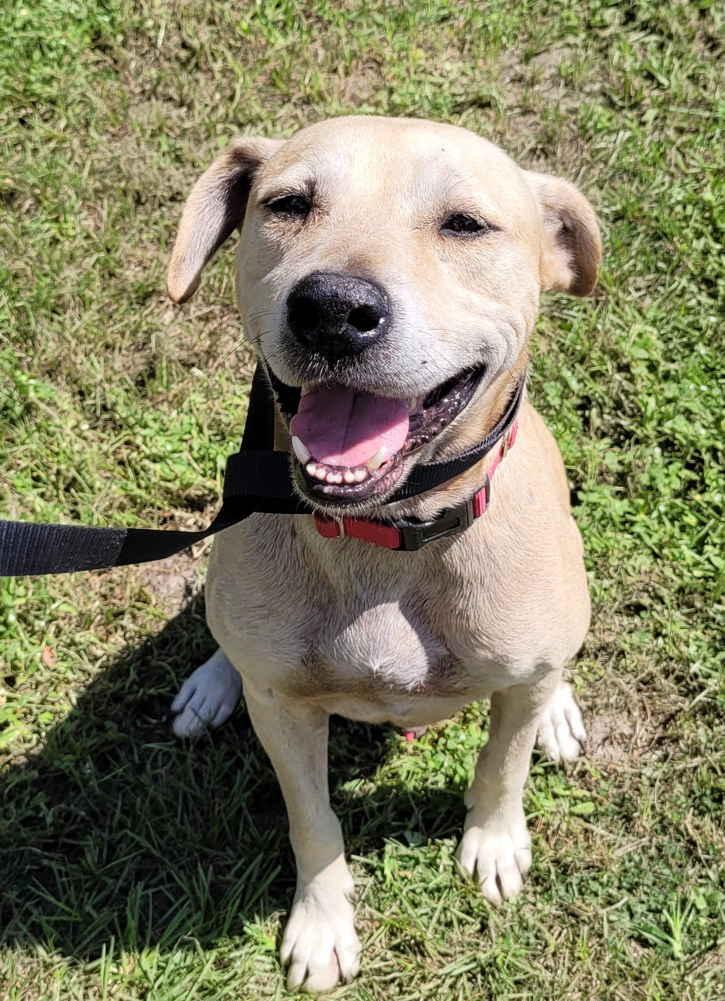 Charlie, an adoptable Yellow Labrador Retriever, Black Mouth Cur in Chiefland, FL, 32626 | Photo Image 4